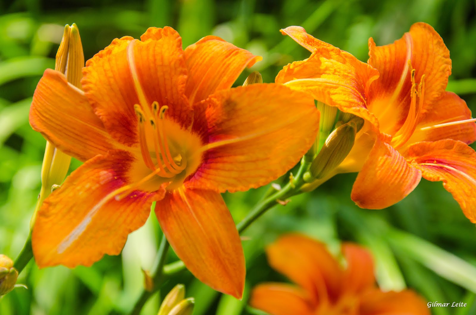 JARDIM DE MONET - GIVERNY - FRANÇA