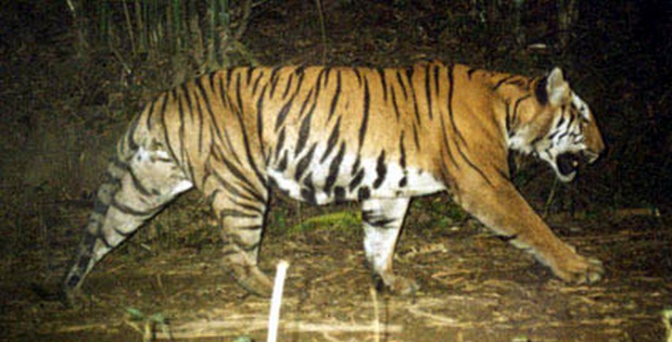 Tiger Research