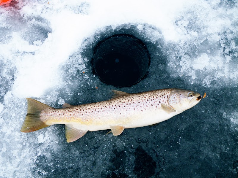 Living Fly Legacy DIY Ice Fishing Automatic Hook Setter