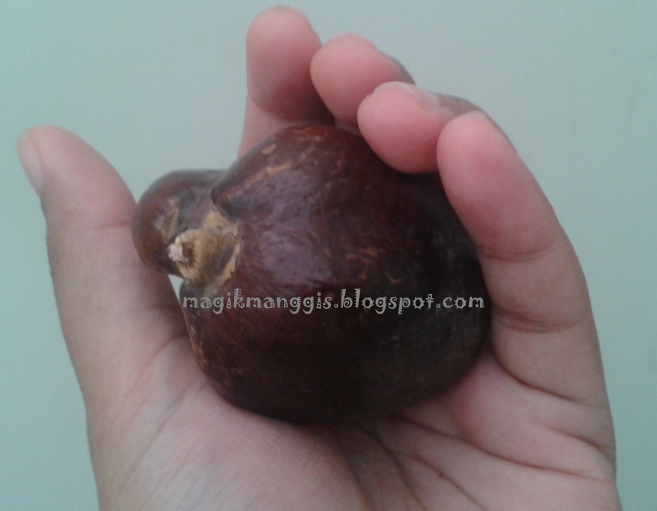 buah zuriat