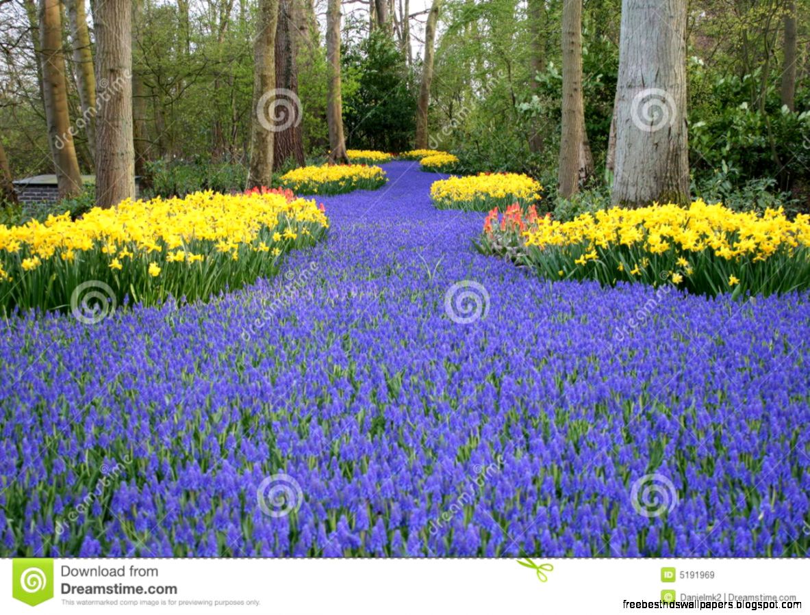 Flower Path Royalty Free Stock Images Image 5191969 Flower Path Royalty Free Stock Images Image 5191969