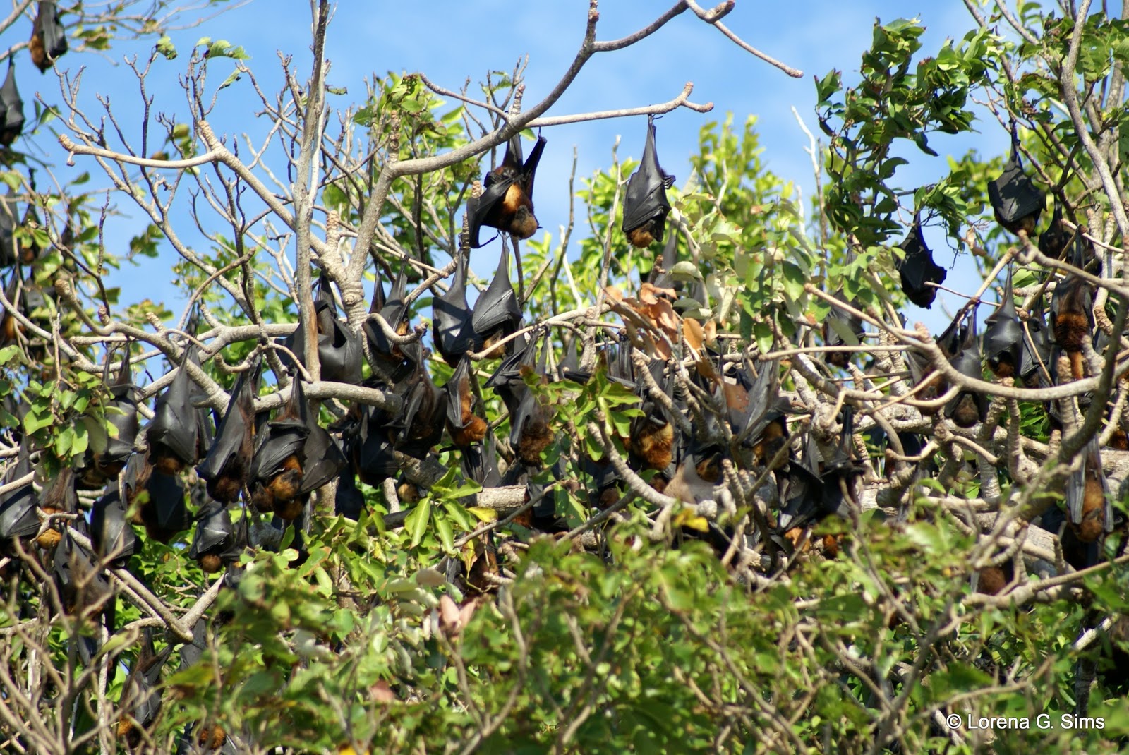 My Life with Photographs Bat Island in Hundred Islands