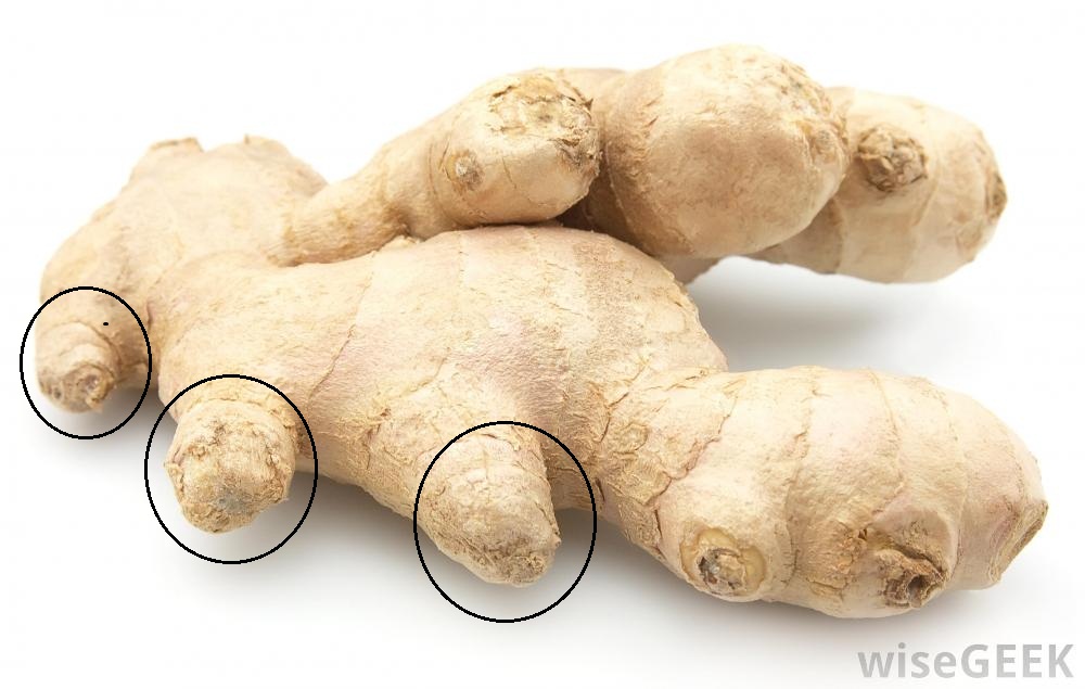 How to Grow (అల్లం,अदरक,இஞ்சி)Ginger? What's New