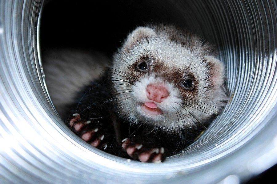 The 20 Cutest Ferret Photos Best Photography, Art, Landscapes and