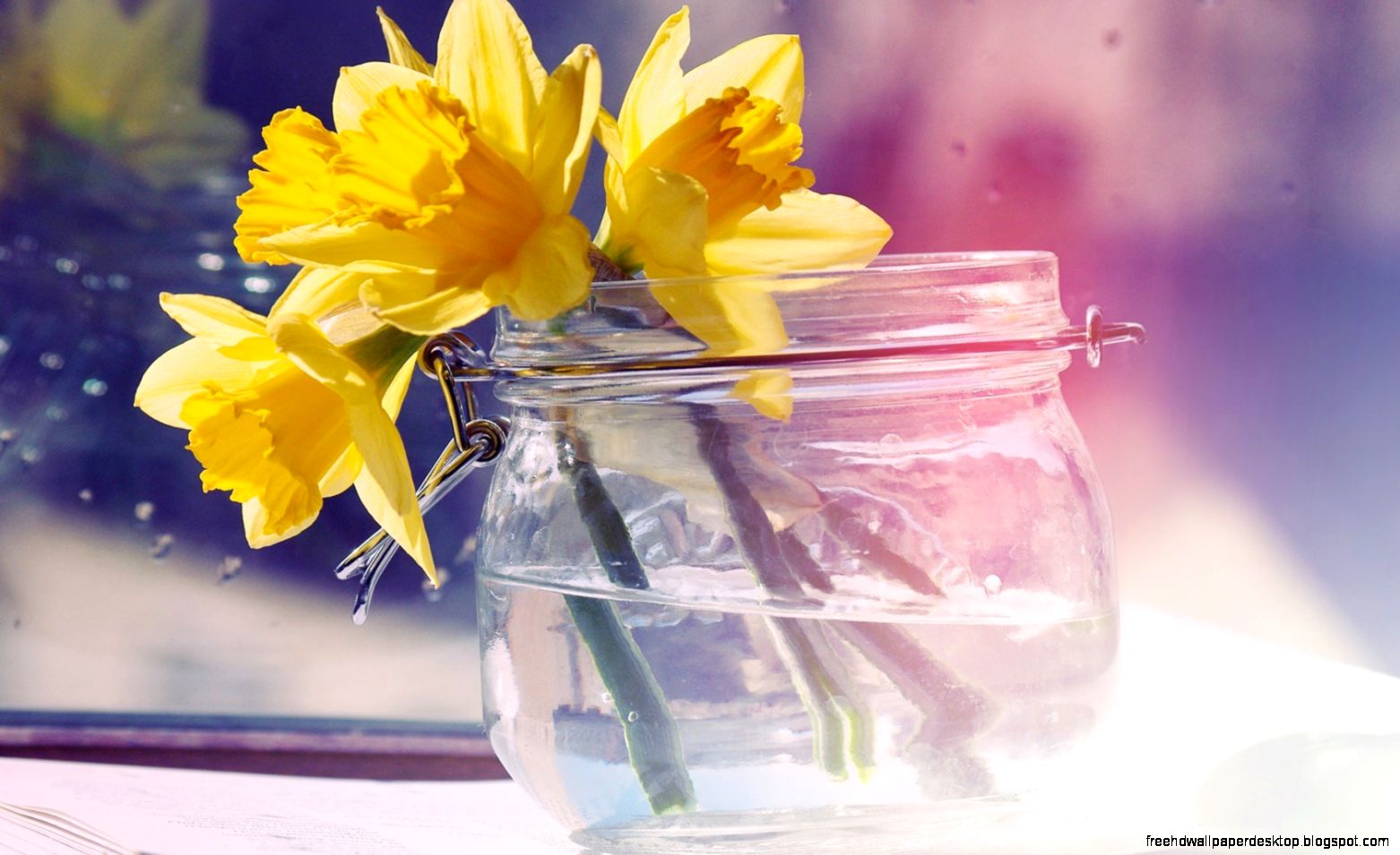 Daffodils Yellow Flowers Macro 6967303 Daffodils Yellow Flowers Macro 6967303