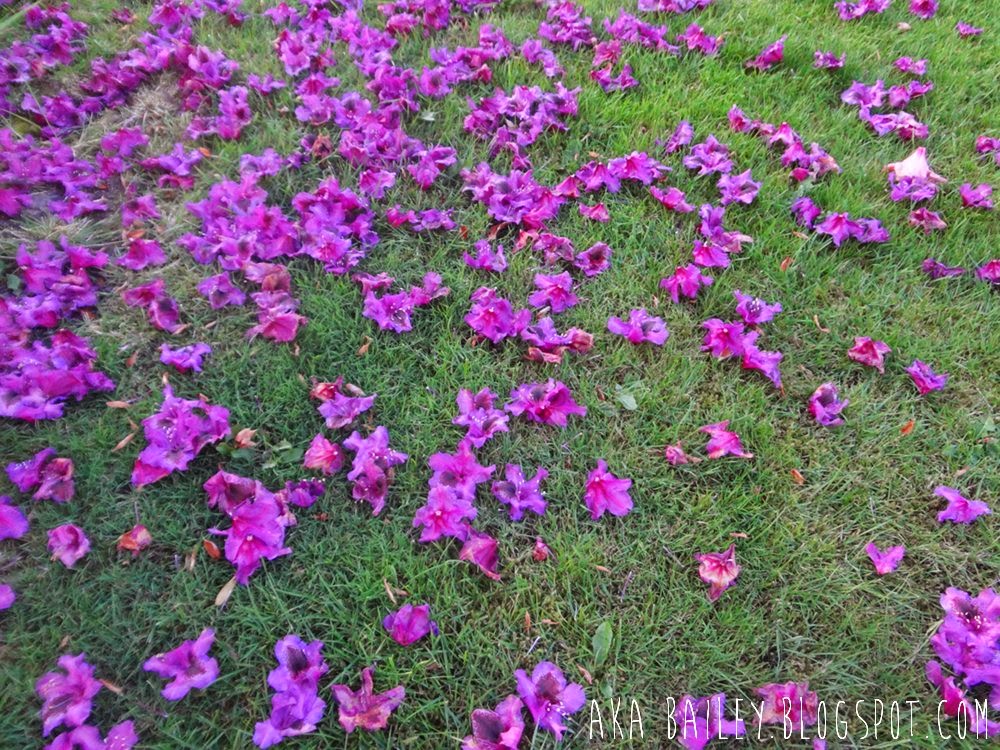 Purple flower petals on the grass
