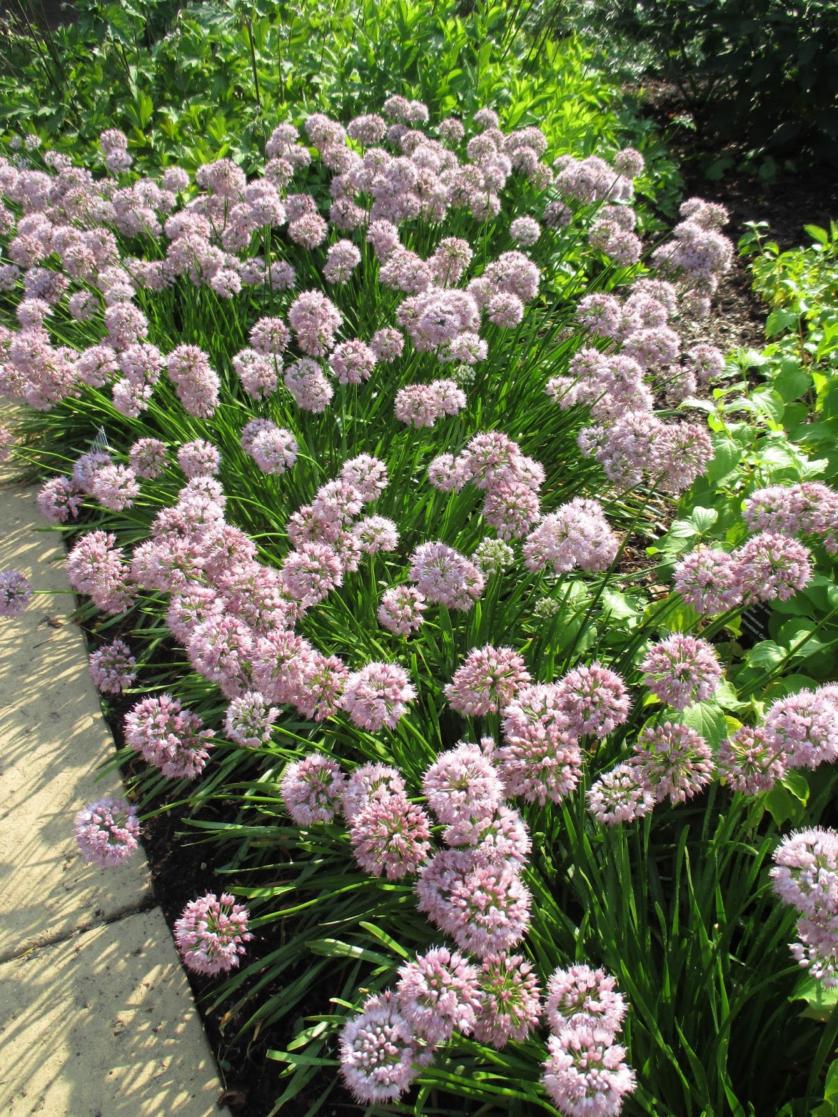 Summer Alliums Rotary Botanical Gardens