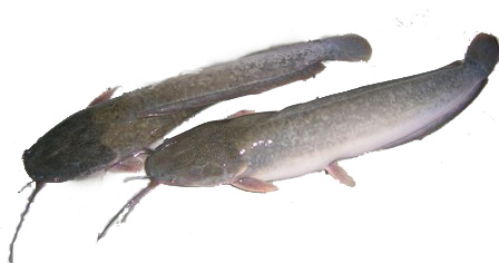 Bayuwi Health : Benefits of Catfish for Health