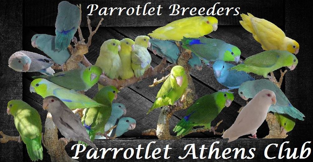 Parrotlet Athens Club
