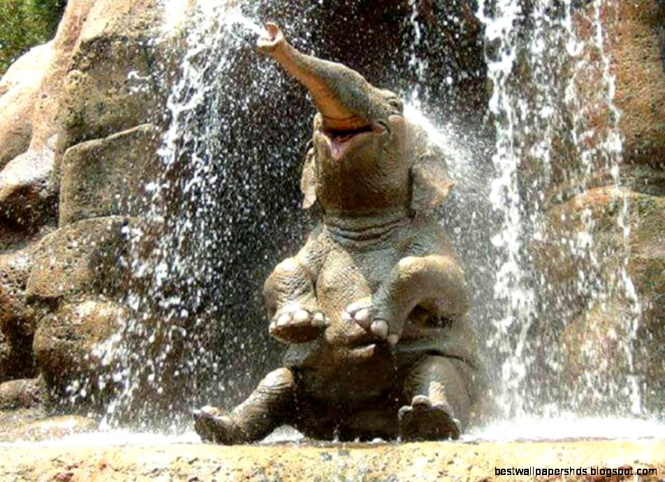 baby elephant wallpaper baby elephant wallpaper