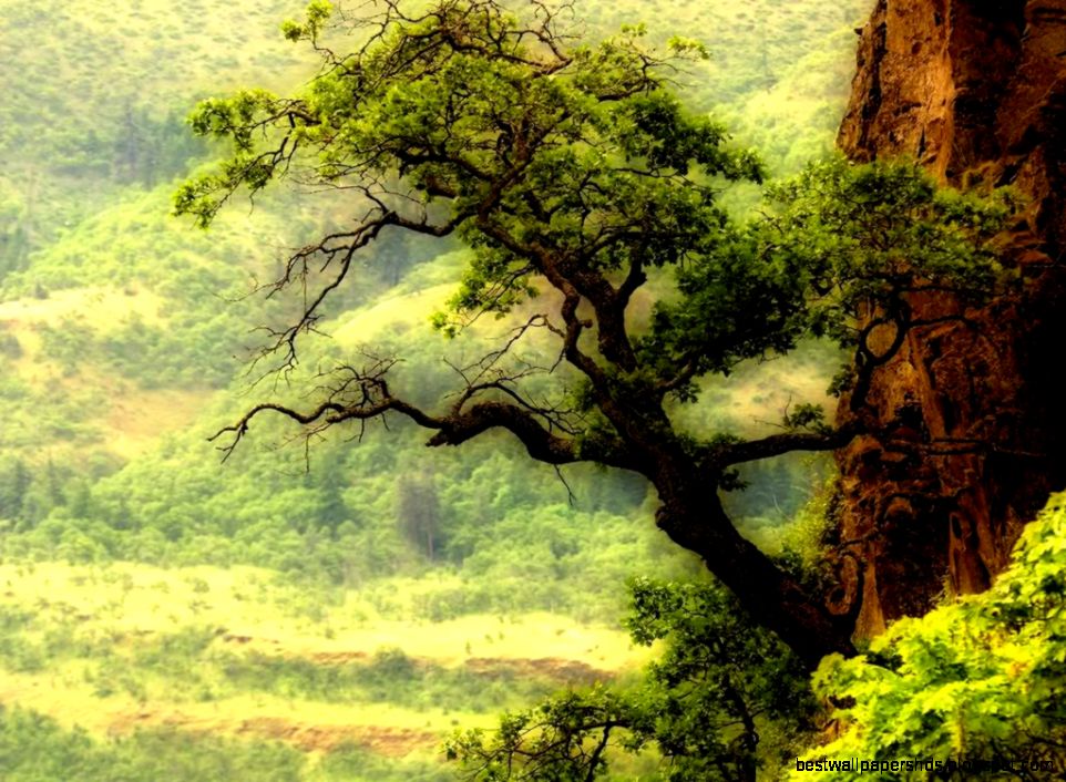 Download 30 Amazing Forest Wallpapers 1024x768 Torrent Kickass Download 30 Amazing Forest Wallpapers 1024x768 Torrent Kickass