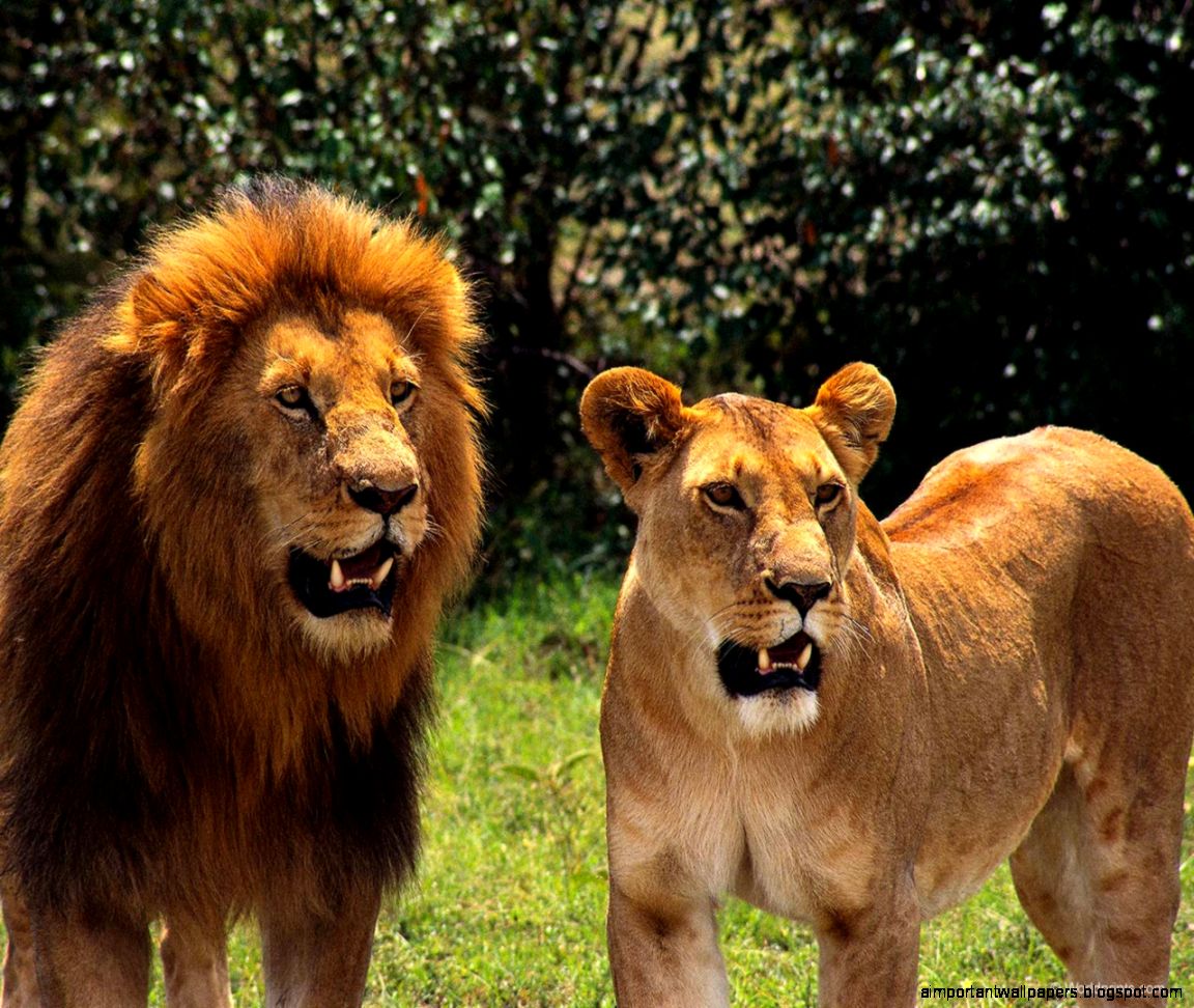 Lions animal 3d wallpaper pack Best examples of free wallpapers Lions animal 3d wallpaper pack Best examples of free wallpapers