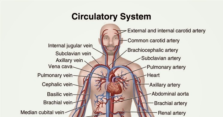 Human&Animal Anatomy and Physiology Diagrams: Circulatory system diagram