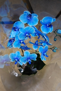 Blue Mystic Orchid