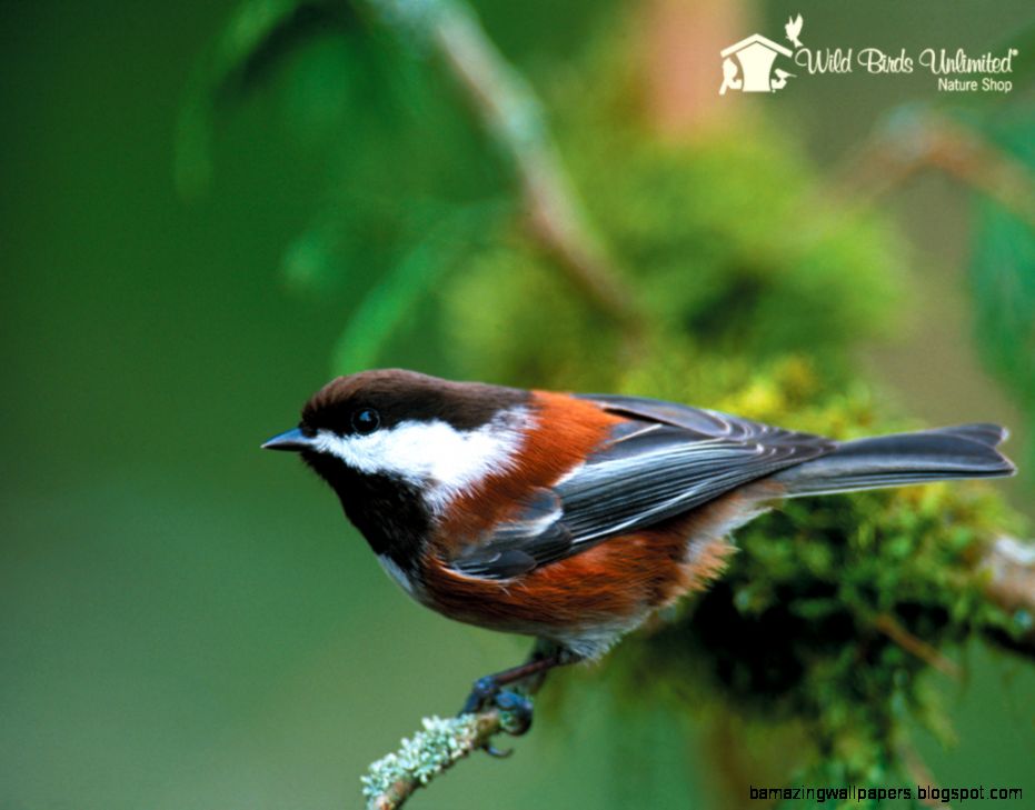 Bird Photos Media and Downloads Wild Birds Unlimited Bird Photos Media and Downloads Wild Birds Unlimited