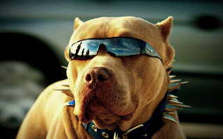 Cool Dogs HD Wallpapers