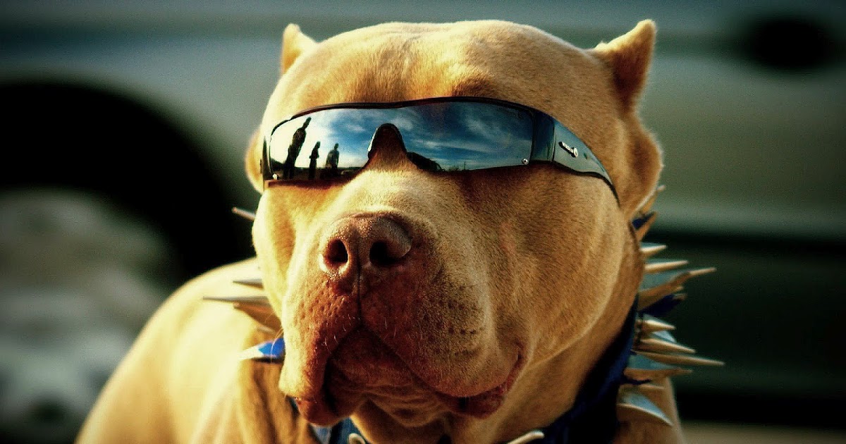 Cool Dogs HD Wallpapers