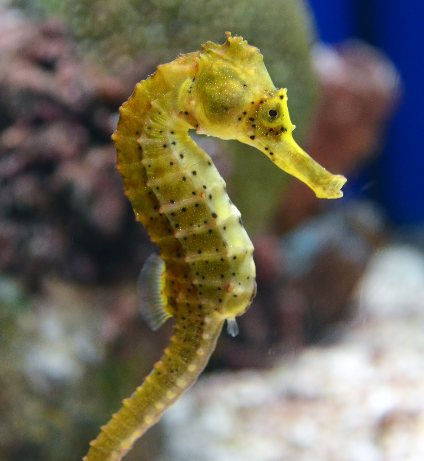 39 Seahorse Facts That Will Change Your Perception About Them
