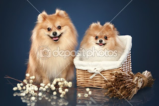 Funny Puppies and Dogs Funny Puppies and Dogs