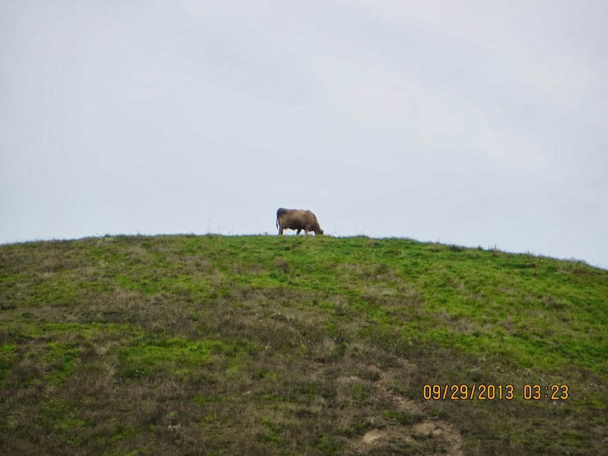 1 Weird cow on the hill.