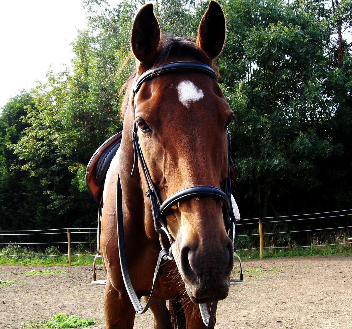 My Equestrian World Wintec Rear Riser Saddle Pad Review