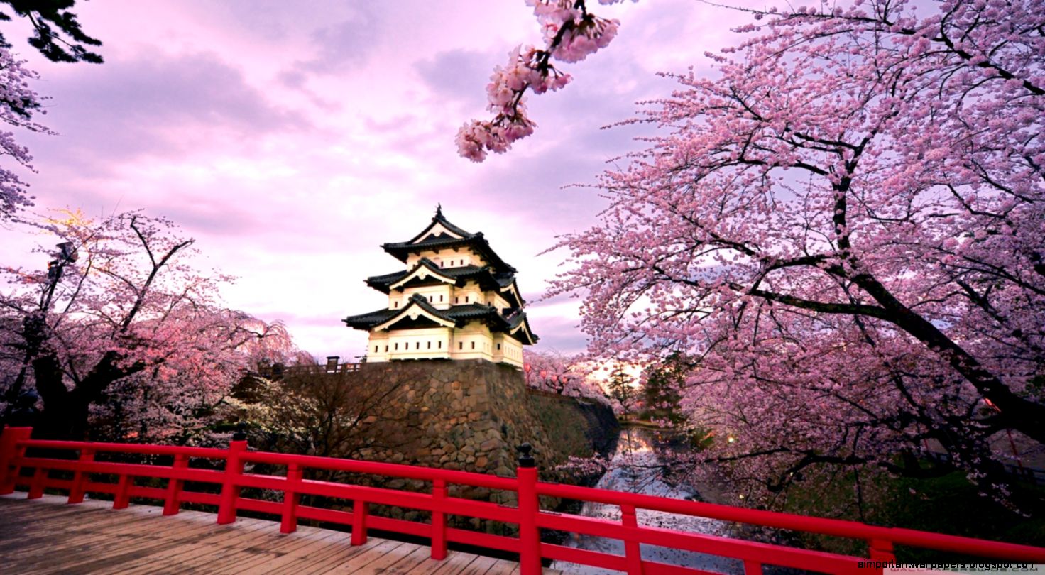 Cherry Blossoms Japan HD desktop wallpaper  High Definition Cherry Blossoms Japan HD desktop wallpaper  High Definition