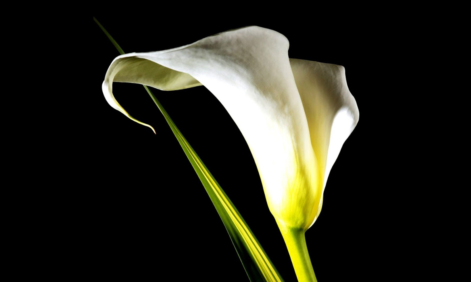 White Calla Lily Flower White Calla Lily Flower