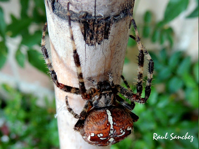 Naturaleza Viva : Araña de jardin ( Araneus diadematus )