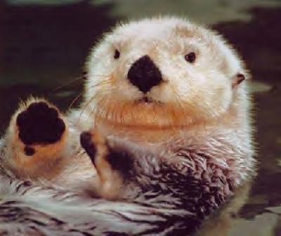 Baby Sea Otter For Sale Baby Sea Otter For Sale