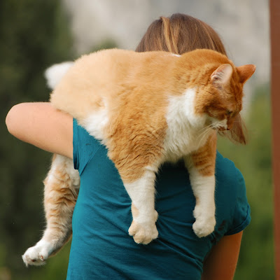  holding Persian cat 