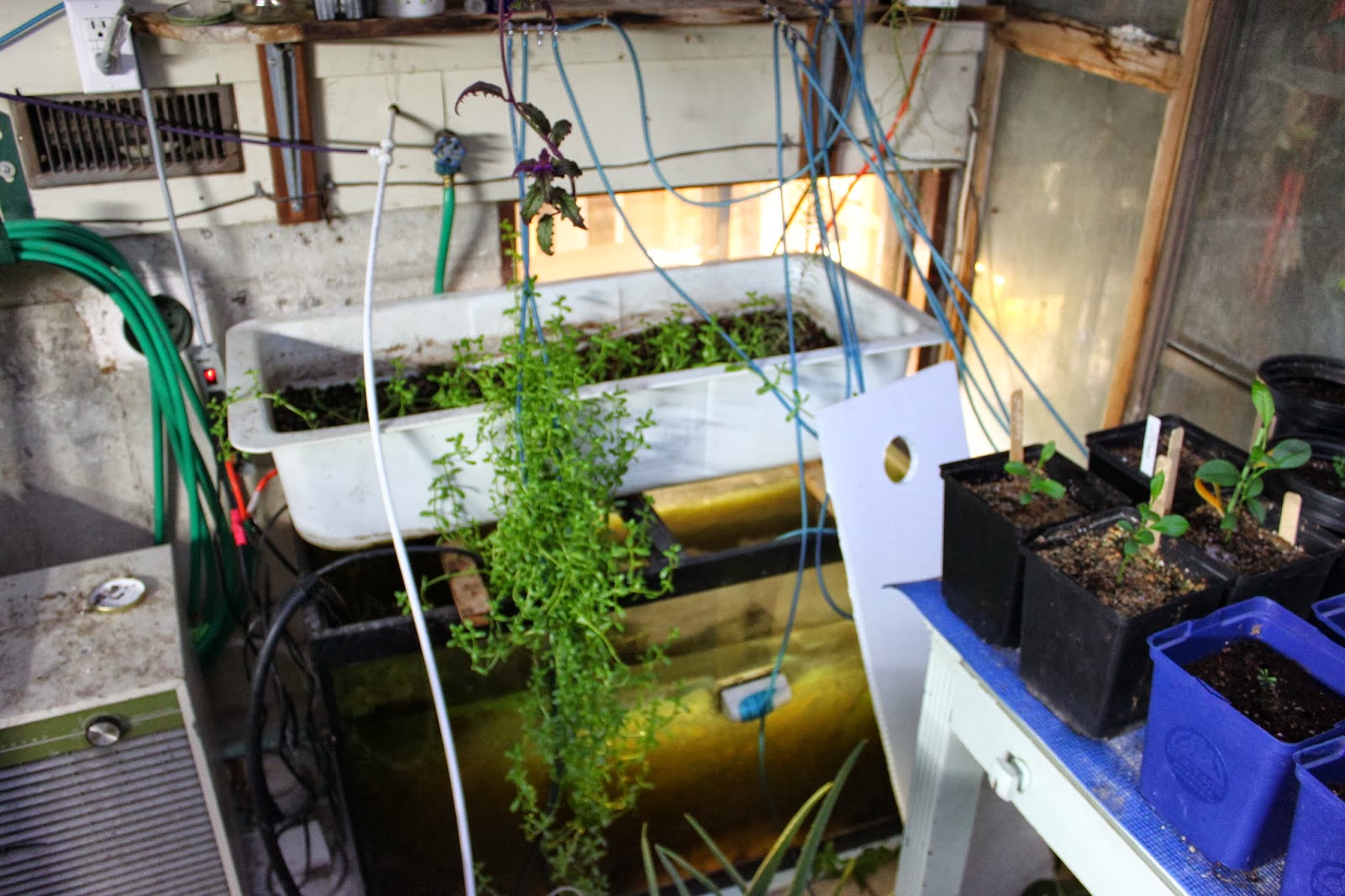 Simpson Eco Farms Aquaponics ( Fish, crayfish, snails )