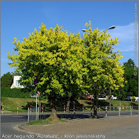  Acer negundo 'Auratum' - Klon jesionolistny 'Auratum' pokrój