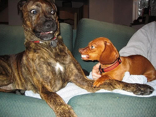 Aggression Towards Other Dogs - How to Deal With This Behavior in.