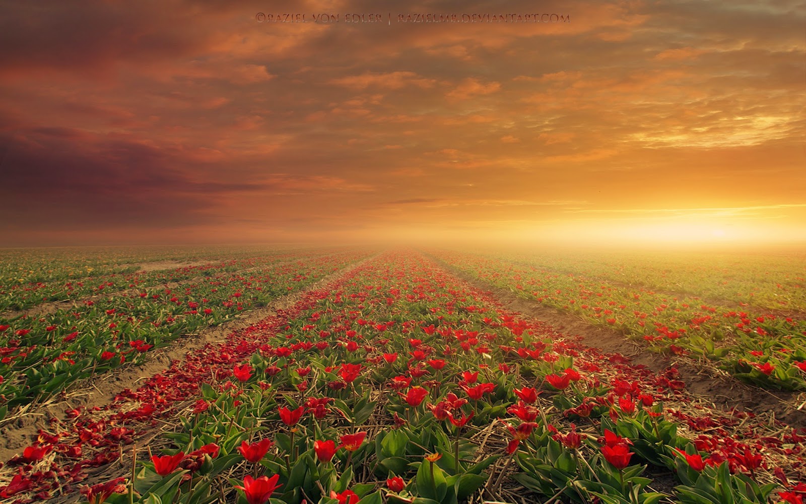 Red Roses Field with Orange Sky | My Blog - Blogspot Template Responsive