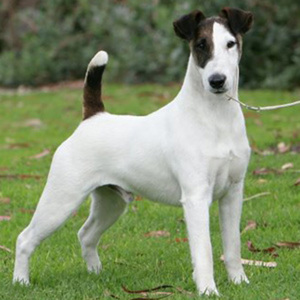 dogs allergic to mushrooms