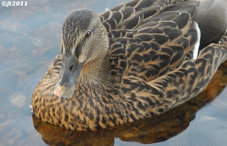 Simply Superb Swans Injured Duck Still Around