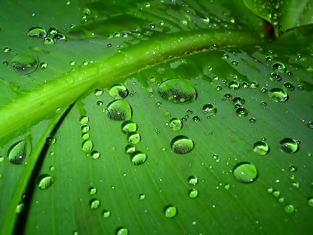 Green Rain, Rain Nature Wallpaper
