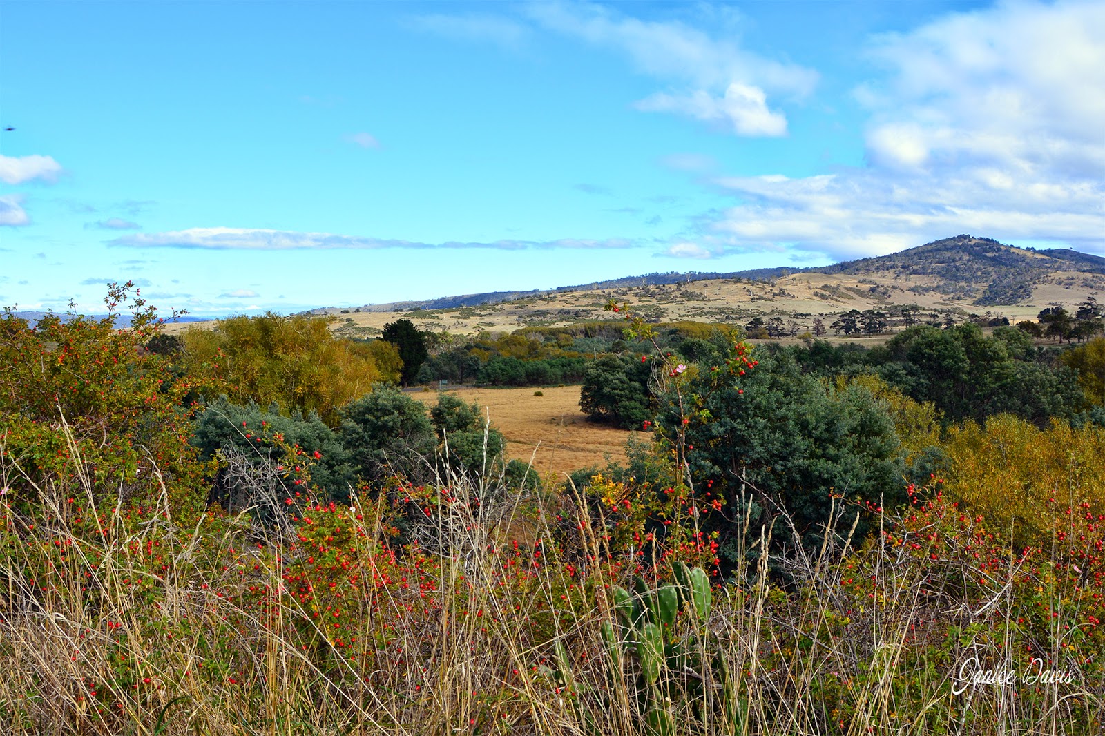 thoughts & happenings Avoca, Tasmania