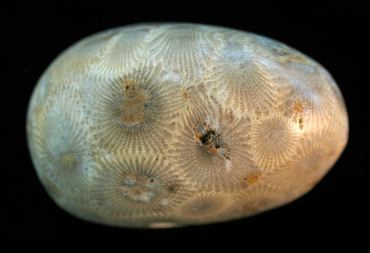 Louisville Fossils and Beyond Michigan's State Stone Petoskey