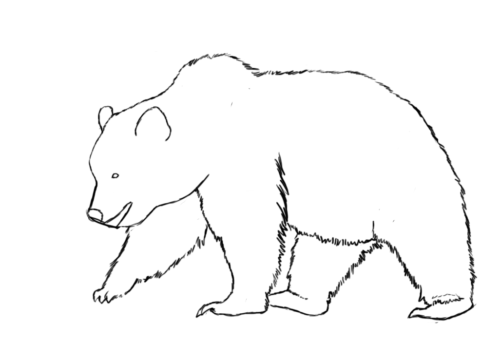 easy bear drawing