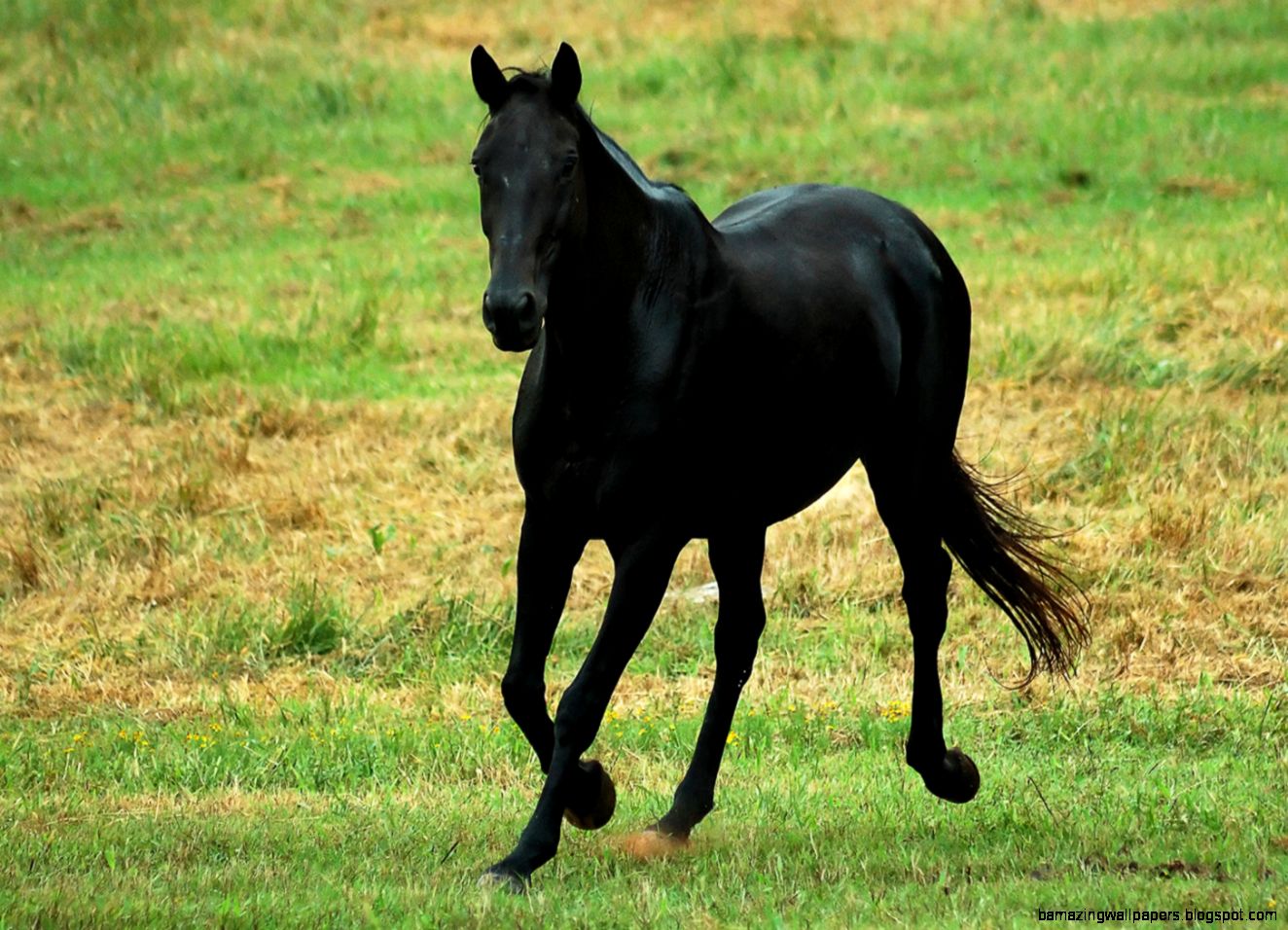 BEAUTIFUL BLACK HORSE IMGUST BEAUTIFUL BLACK HORSE IMGUST