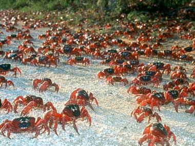 Boiling crab coupons