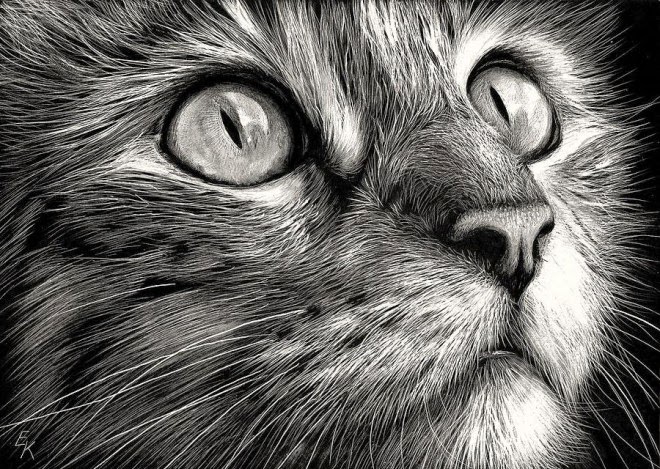20+ Beautiful Realistic Cat Drawings To inspire you - Fine Art and You