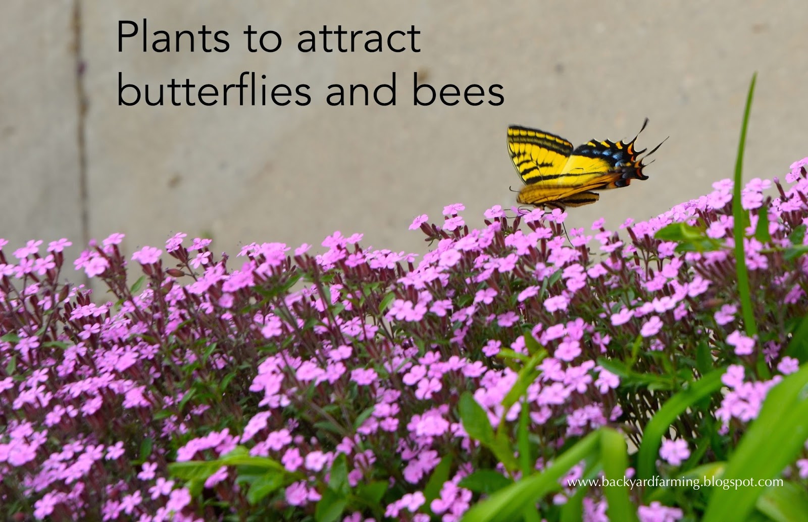 Backyard Farming Plants to attract butterflies and bees