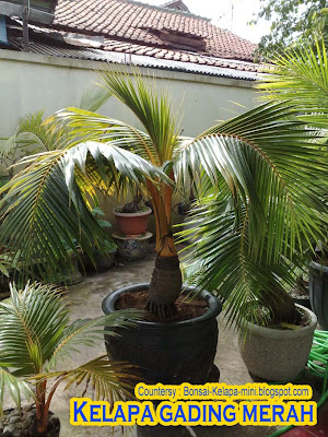 Bonsai Kito Tehnik Membuat Bonsai Kelapa