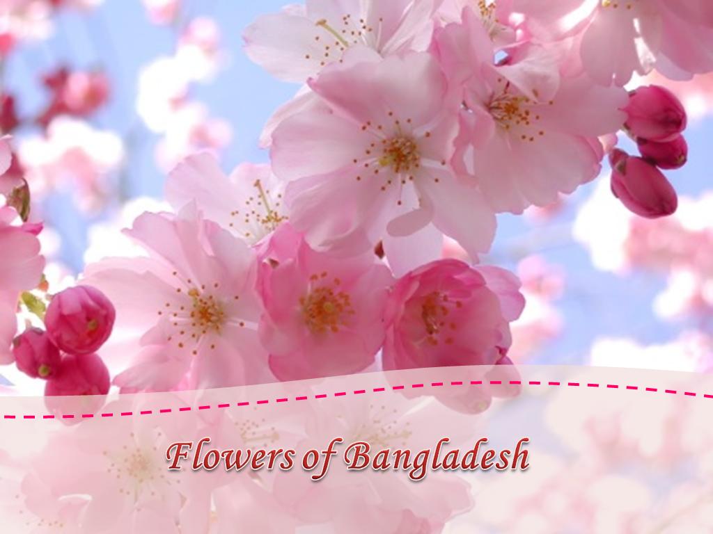 Flowers of Bangladesh