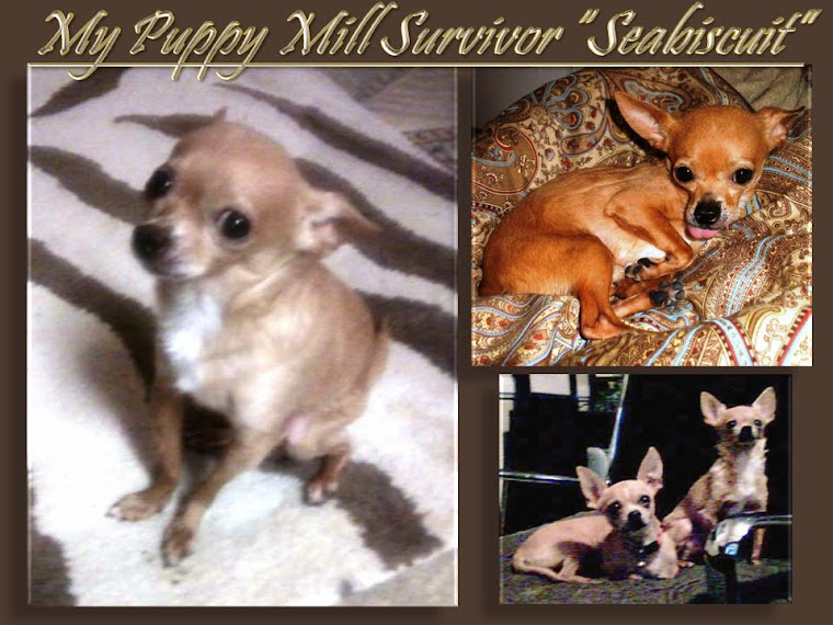 NEWPORT BEACH PUPPY MILL SURVIVOR TINY "SEABISCUIT" AND BROTHER, DEATH ROW O.C. SHELTER "LUCAS"