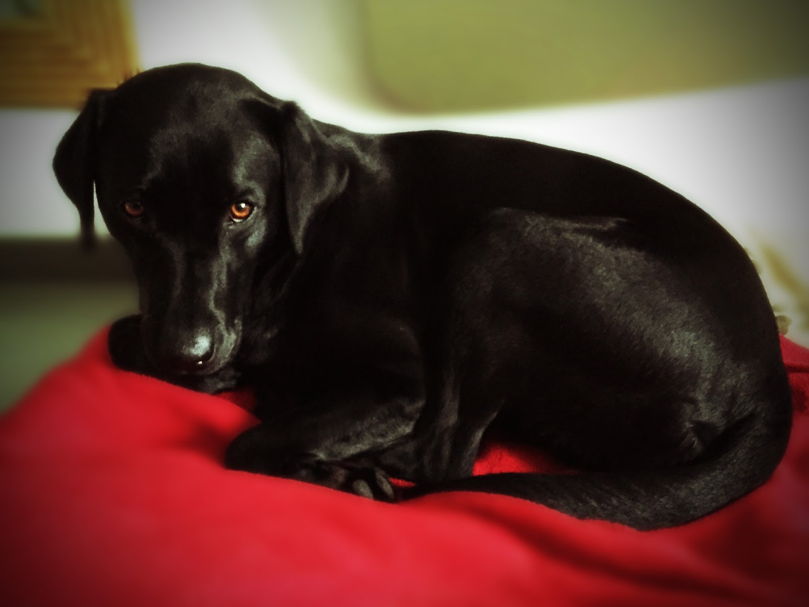 Fräulein Rosa, schwarzer Labrador