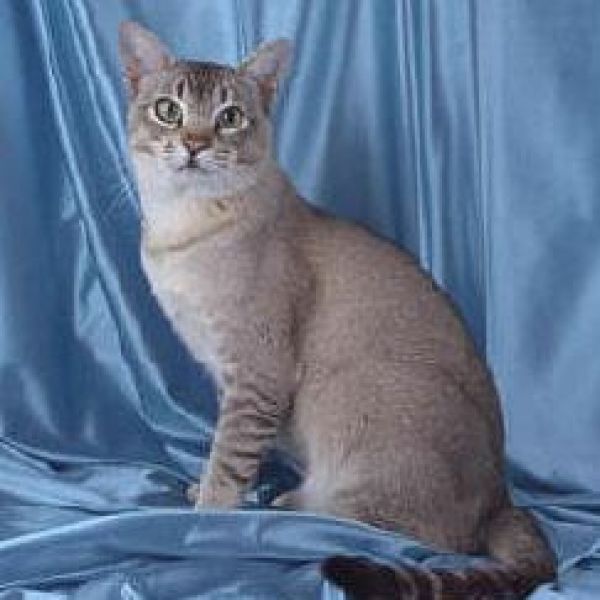 asian breeds asian cat breed asian cat breed breeds picture asian breeds asian cat breed asian cat breed breeds picture