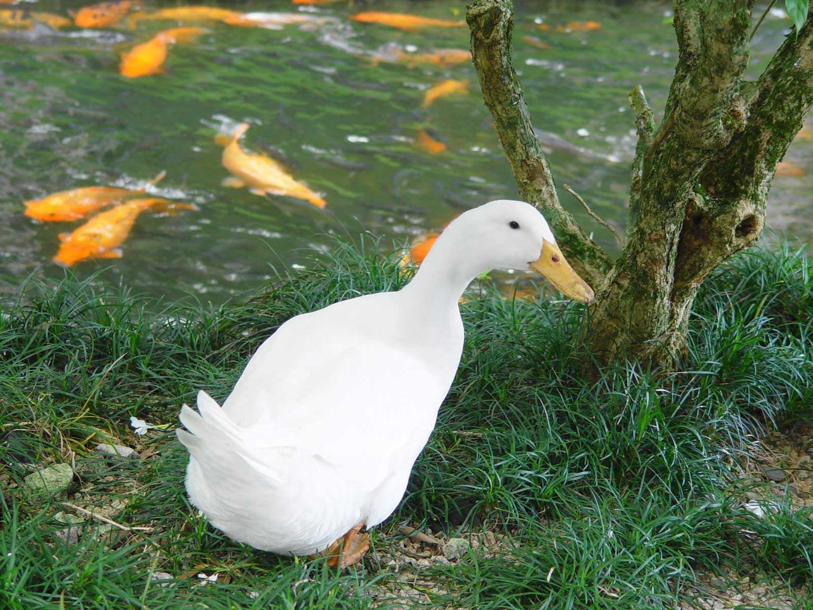 Hewan+Bebek ... request use the form below to delete this gambar hewan bebek putih